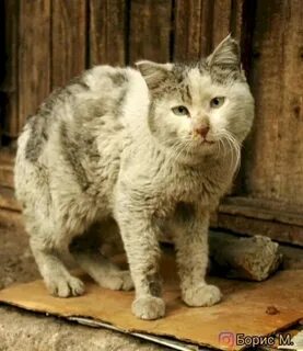 Почему в доме не живут коты