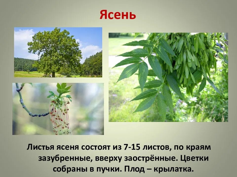 Сколько лет ясеню