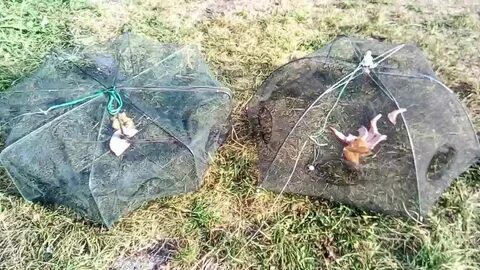 Лучшая приманка в раколовку
