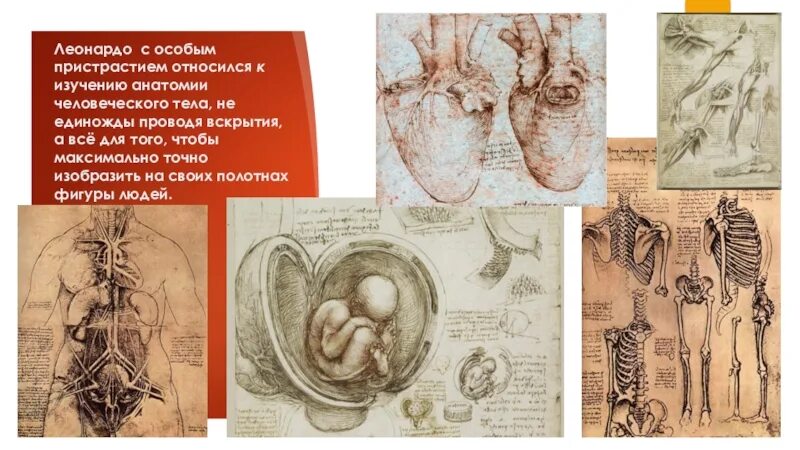 Биология в эпоху возрождения. Леонардо Давинчи вскрытие. Леонардо да Винчи анатомические вскрытия. Леонардо Давинчи открытия анатомия. Леонардо да Винчи изучал анатомию человека.