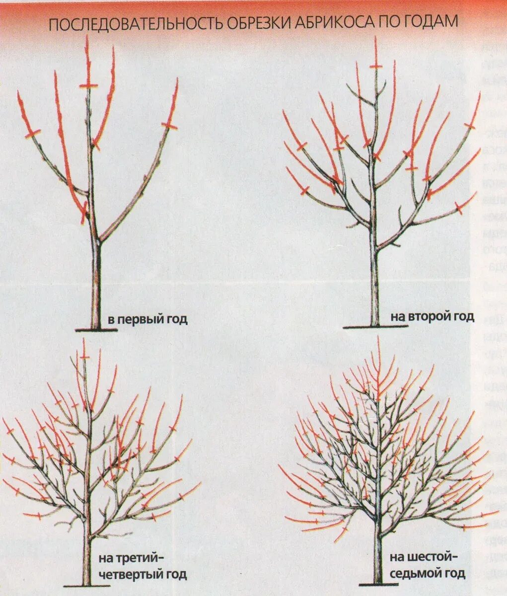 Можно ли обрезать вишню. Обрезка абрикоса весной схема. Правильно обрезать абрикос весной. Схема обрезки абрикоса весной. Обрезка абрикоса осенью схема.