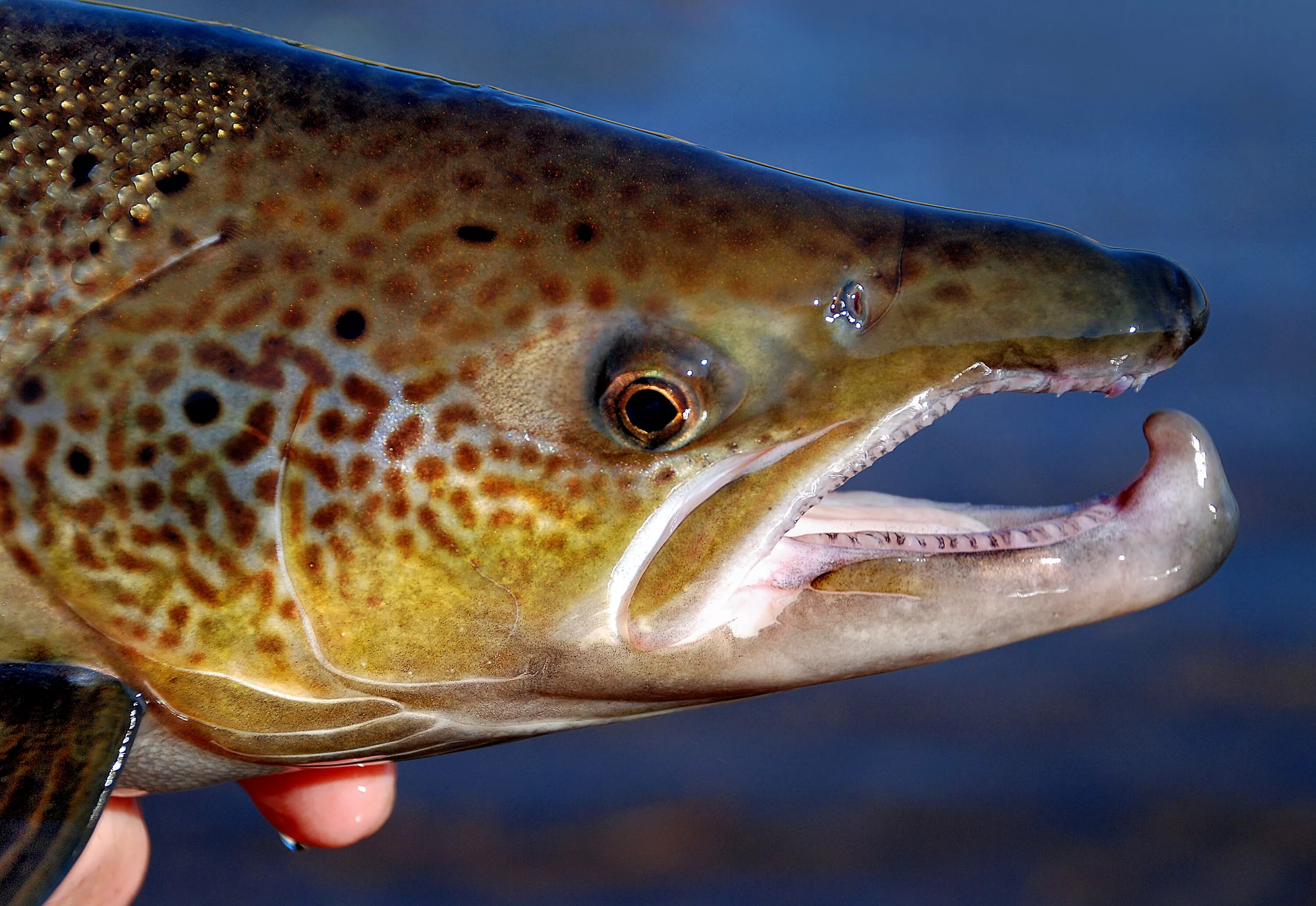 Именно рыба. Salmo salar. salmo salar рыба. кумжа лох. самец семги.