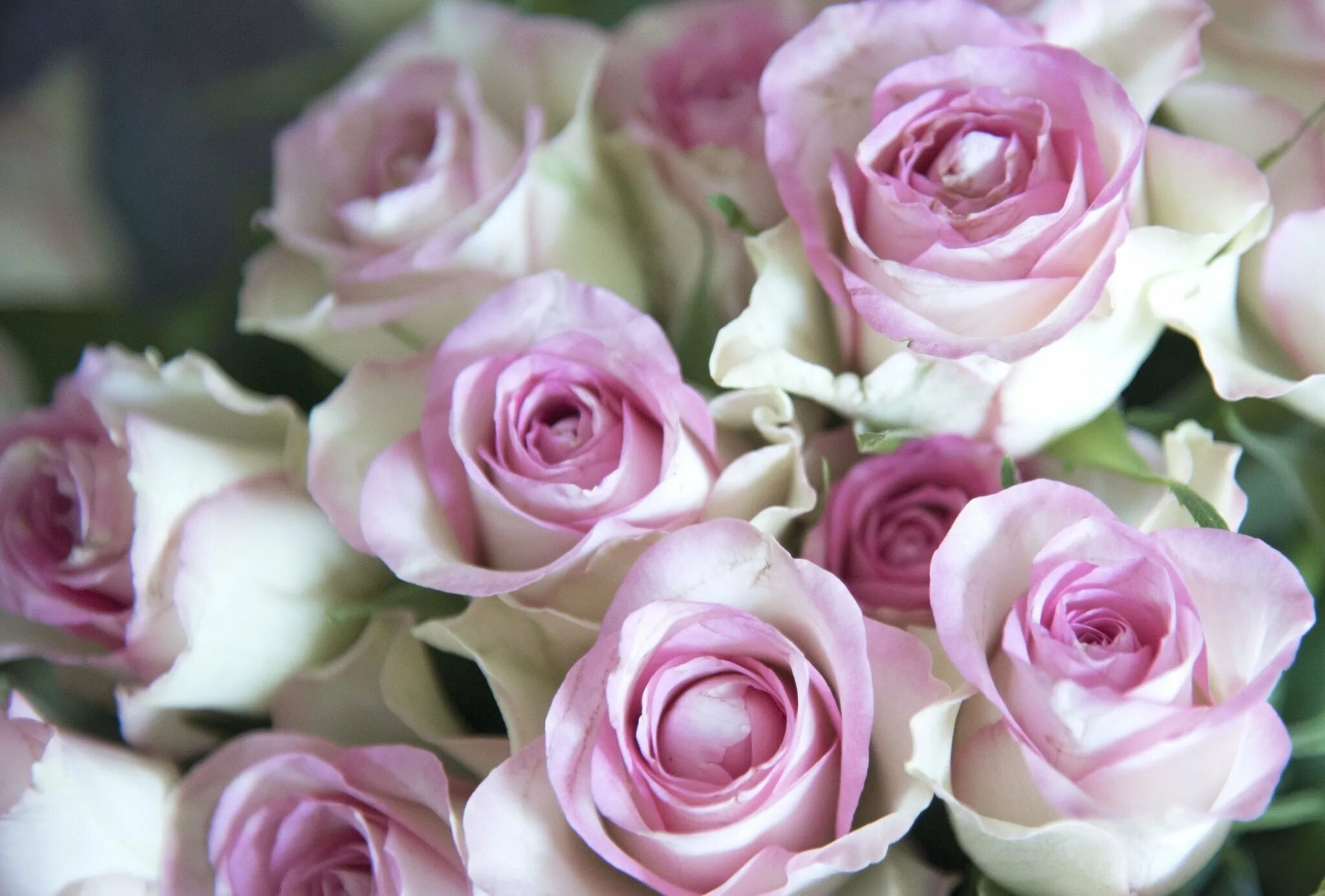 Нежные розы. Бледно розовые розы. Светло розовые розы. Розые розы
