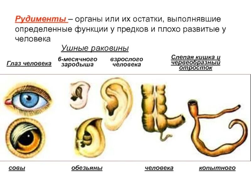 Атавизмы и рудименты человека. Наличие рудиментов у человека доказательства эволюции. Рудимент ушной раковины. Рудименты и атавизмы доказательства эволюции.