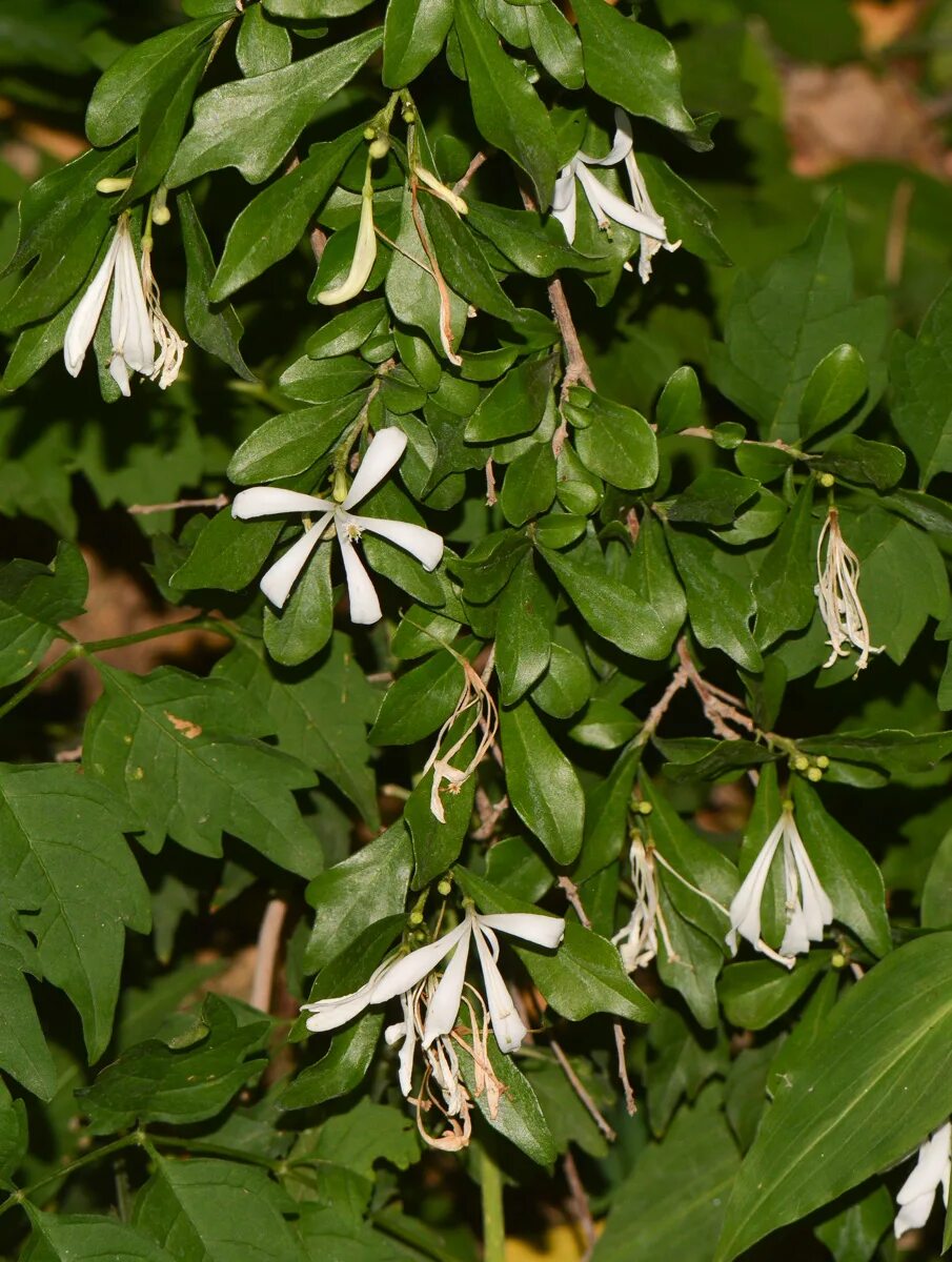 Что такое турея. Turraea obtusifolia. Туррея (Turraea obtusifolia). Turraea floribunda. Turraea heterophylla.
