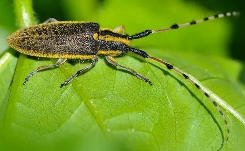 Agapanthia Dahli