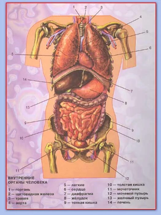 Фото анатомии человека женщин внутренних органов. Строение человека внутренние органы. Органы внутри человека расположение. Схема органов брюшной полости женщины. Организм человека схема внутренние женский.