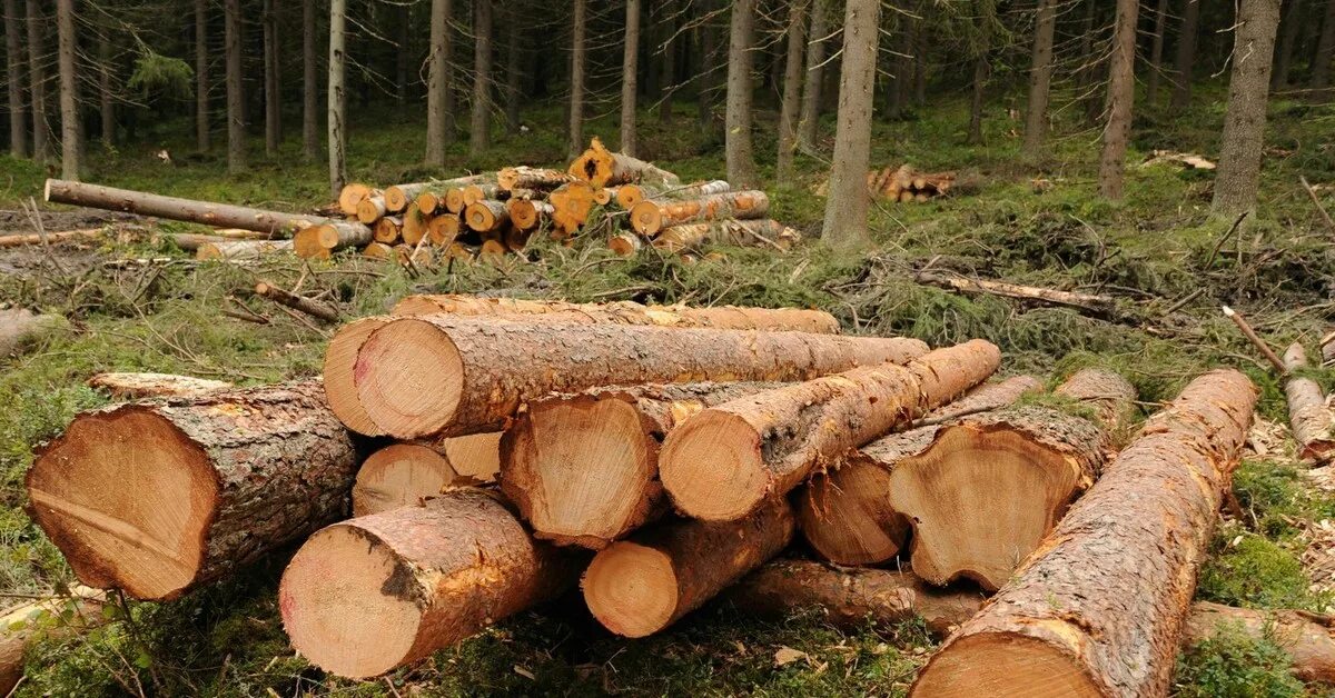 Где можно купить лес. Эксплуатационные лсеа. Делянка в форме дерева. Заготовка древесины для собственных нужд. Картинки лес для строительства.