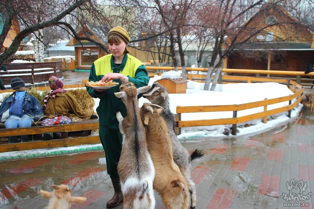 Зоопарк лимпопо нижний новгород сайт. Нижегородский зоопарк Лимпопо. Звери Лимпопо Нижний Новгород. Животные зоопарка Лимпопо. Зоопарк Лимпопо обитатели.