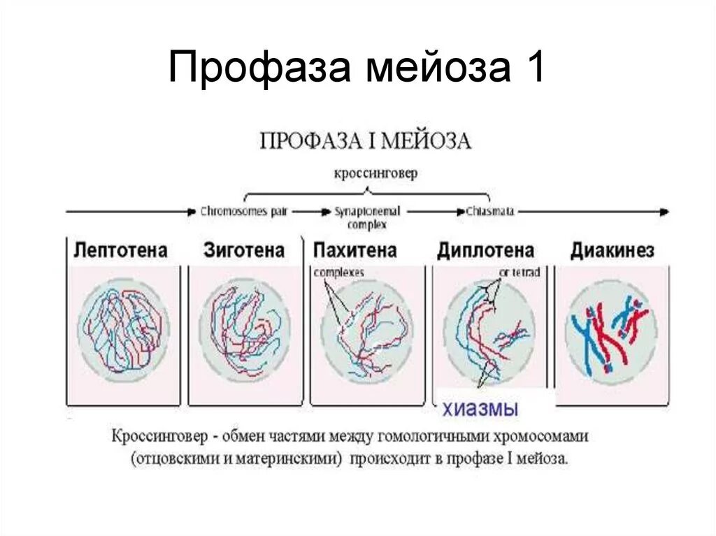 Стадии профазы 1 мейоза. Мейоз 1 профаза 1. Стадии профазы 1. 5 Стадий профазы 1.