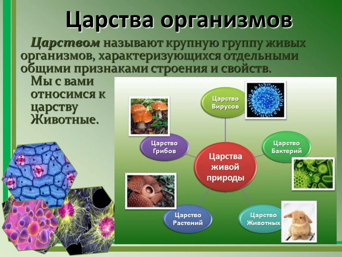 Царства организмов. Царства живых организмов 6 класс. Живые организмы. Живые организмы характеризуются. Представители разных царств живой природы