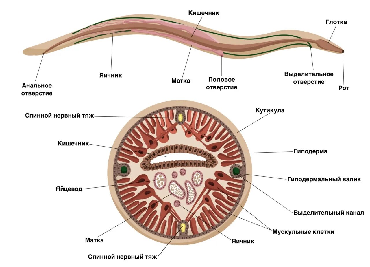 Тип кольчатые черви аскарида. Круглые черви строение систем. Тип круглые черви строение тела. Круглые черви строение кожно мускульного мешка.
