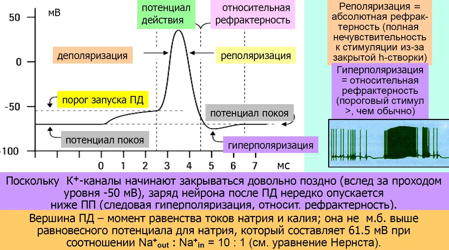 Механизм генерации потенциала действия. Схема проведения нервного импульса. Ионные механизмы развития впсп и тпсп. Генерация импульса происходит в. Деполяризация и реполяризация.