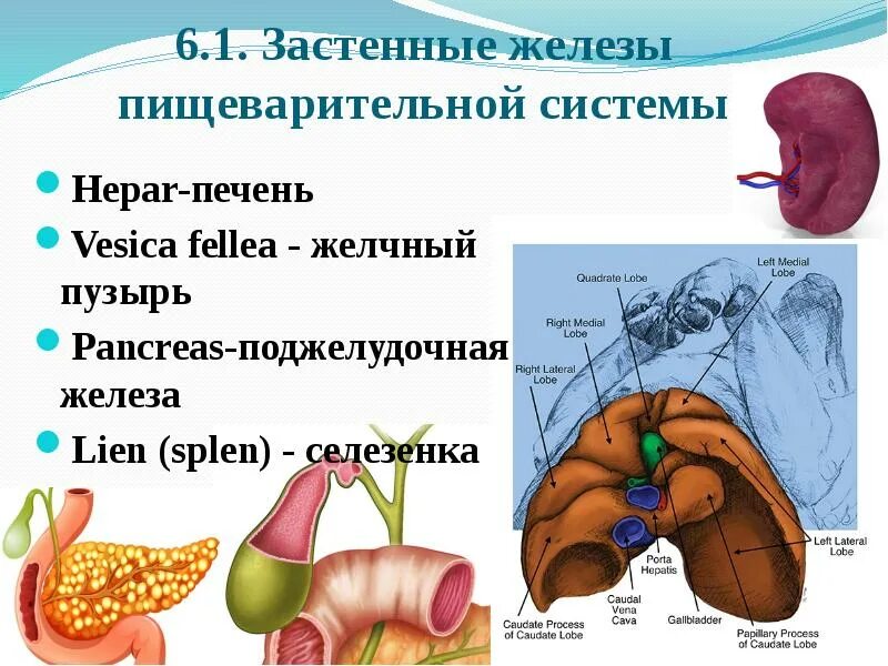 Пищеварительные железы. Пищеварительные железы презентация. Пищеварительные железы органы и их части.
