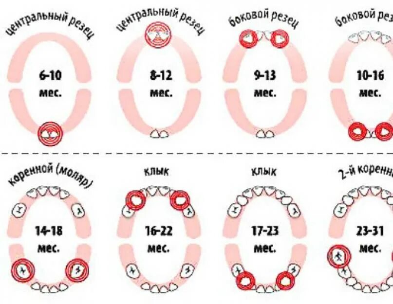 Схема смены молочных зубов у собак. У щенка режутся зубы. Формула прорезывания молочных зубов. Сроки прорезывания молочных и постоянных зубов. У щенка режутся зубы.