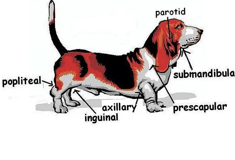 Где у собаки железы. Лимфоузлы собаки анатомия. Лимфатическиеиузлы собаки. Подчелюстные лимфатические узлы у собак. Подчелюстные лимфоузлы у собаки.
