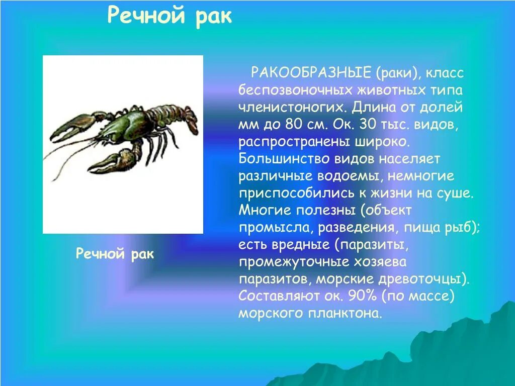 Ракообразные перечислить. Сообщение о ракообразных. Ракообразные доклад. Характеристика ракообразных. Сообшениео ракообразных.