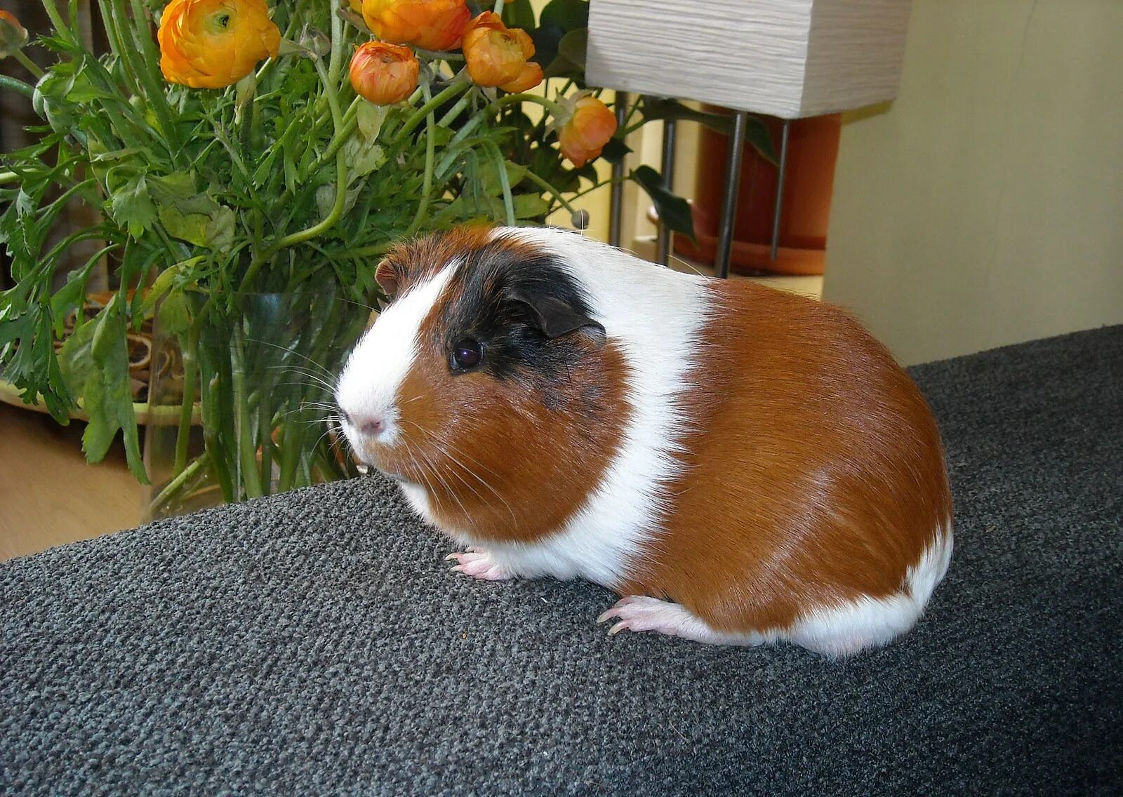 Ручная морская свинка. Морская свинка размеры. Морские свинки. Большая морская свинка куи. Морская свинка куи.