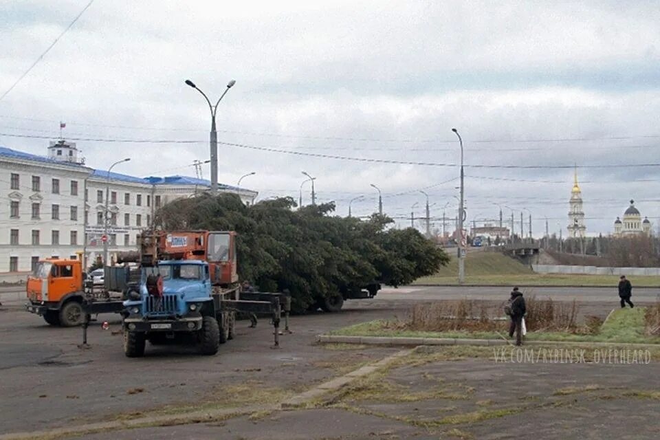 Подслушано в рыбинске в контакте свежие. Ели с утками Рыбинск.