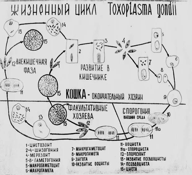 Стадии жизненного цикла цисты