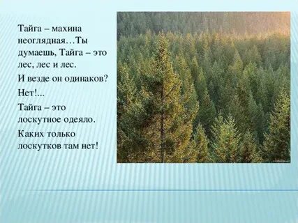 Тайга это ответ