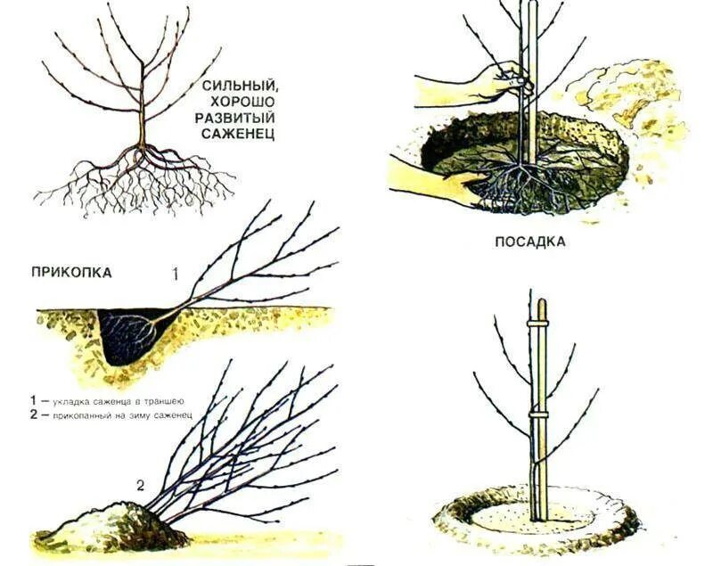 Схема посадки черешни. Посадка саженца черешни. Схема посадка черешни весной. Правильная посадка саженца черешни. Посадка саженцев вишни