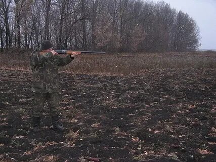 Отстрел диких