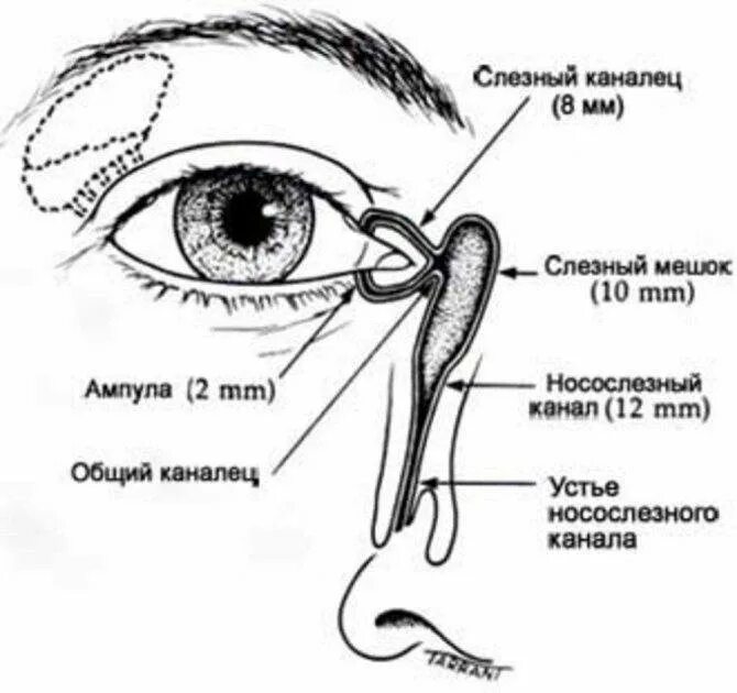 Слезная железа у млекопитающих