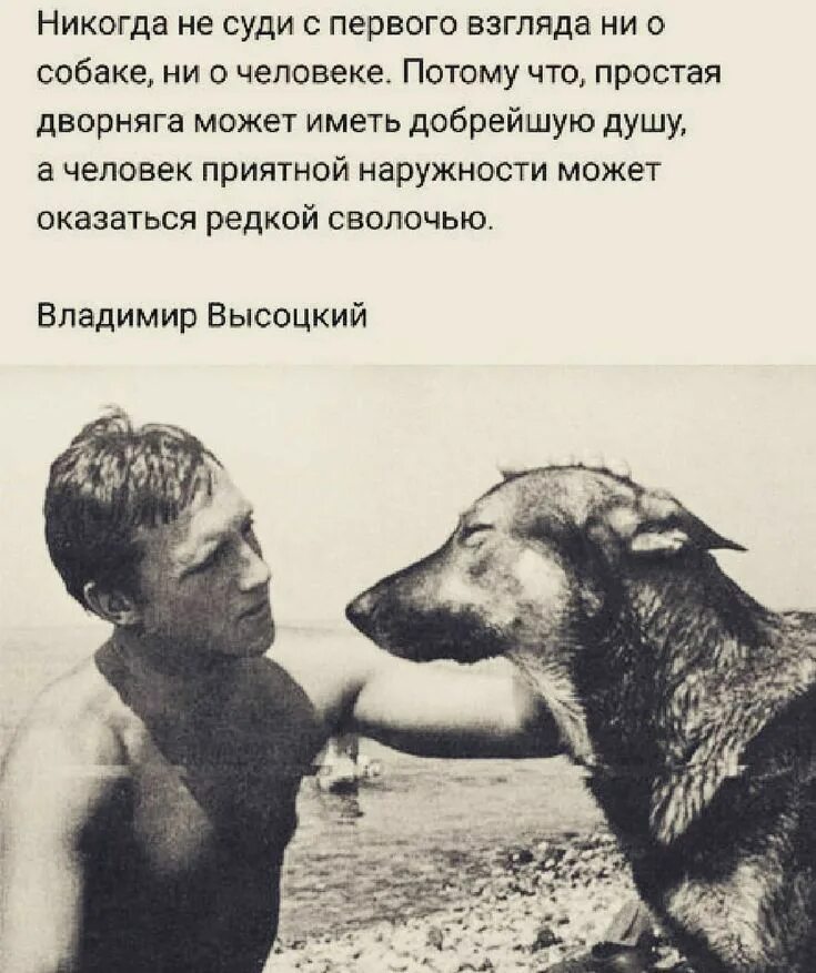 Никогда не суди человека. Никогда не суди с первого взгляда ни о собаке. Афоризмы о собаках. Никогда не суди с первого взгляда ни о собаке ни о человеке Высоцкий. Собака и человек цитаты.