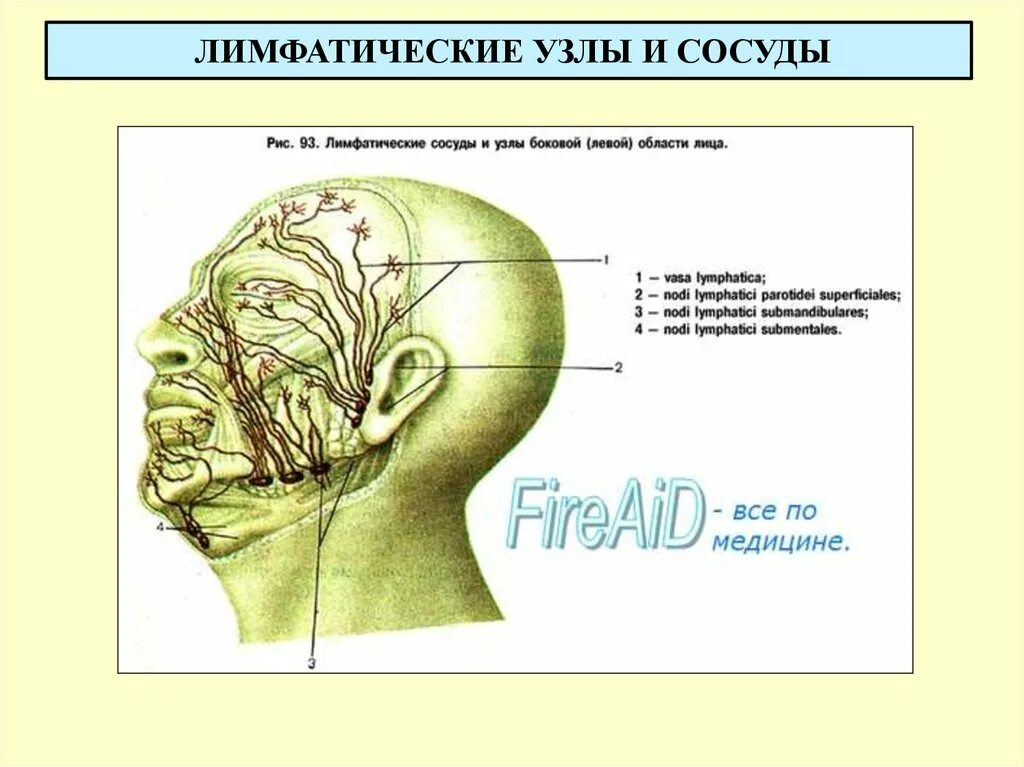 Схема лимфоузлов головы. Лимфатическая система головы человека. Лимфатическая система головы и шеи анатомия. Лимфатическая система человека схема на лице. Лимфосистема головы человека схема.