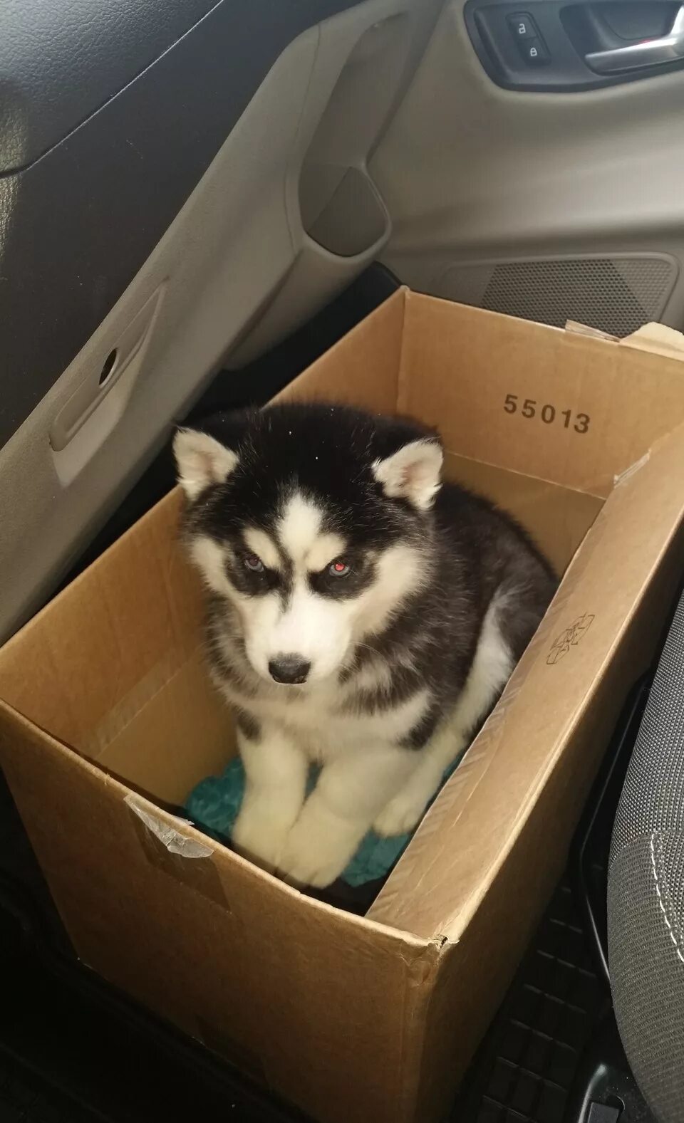 Собака на переднем сиденье. Перевезти хаски. Хаски в машине за рулем. Хаски в переноске. Перевезти хаски.