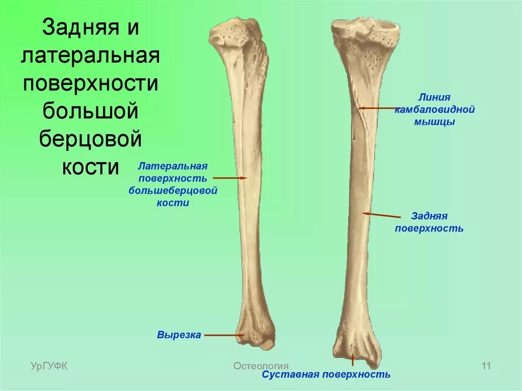 Большая берцовая кость анатомия человека. Большая берцовая кость анатомия строение. Малая берцовая кость и большая берцовая кость. Строение большой берцовой кости человека.