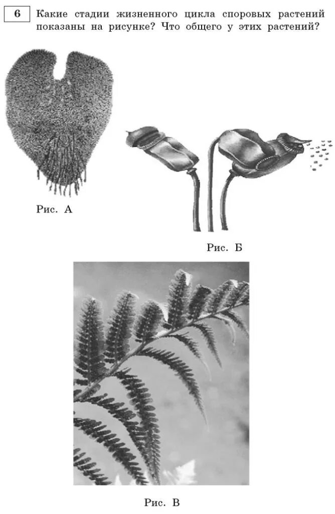 Какие отделы растений показаны на рисунке. Стадии жизненного цикла споровых растений показаны на рисунке. Растения изображенные на рисунке. Жизненный цикл споровых растений. Общий жизненный цикл споровых растений.