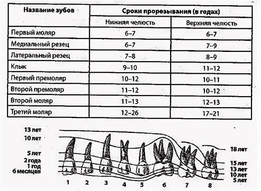 Во сколько у собак меняются молочные зубы