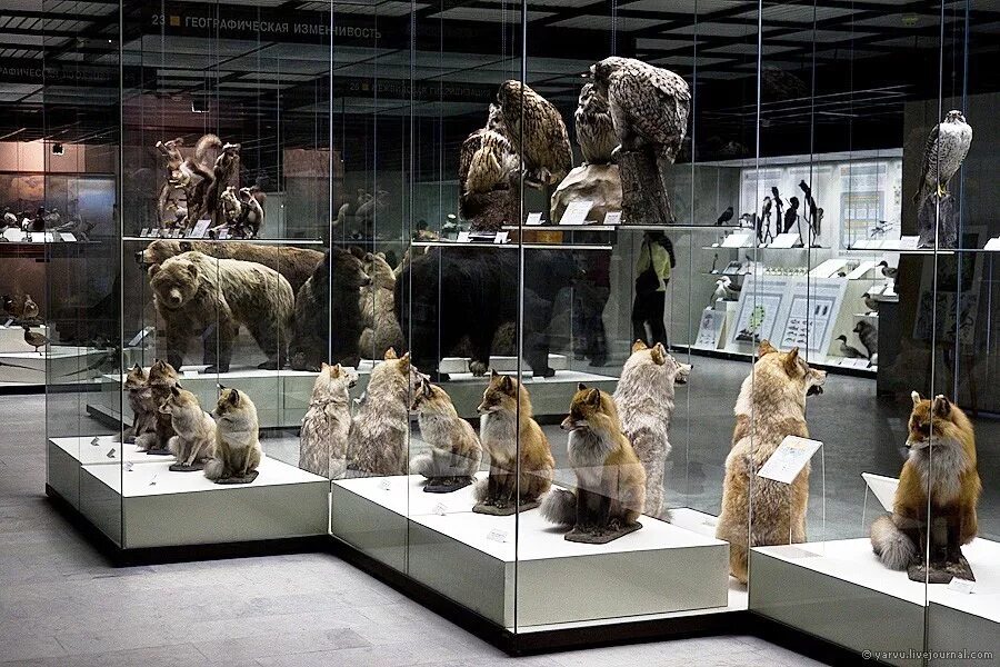 дарвиновский музей животные. минералогический музей (париж). систематическая экспозиция. британский музей собрание минералов гревиля. систематический тип экспозиции.