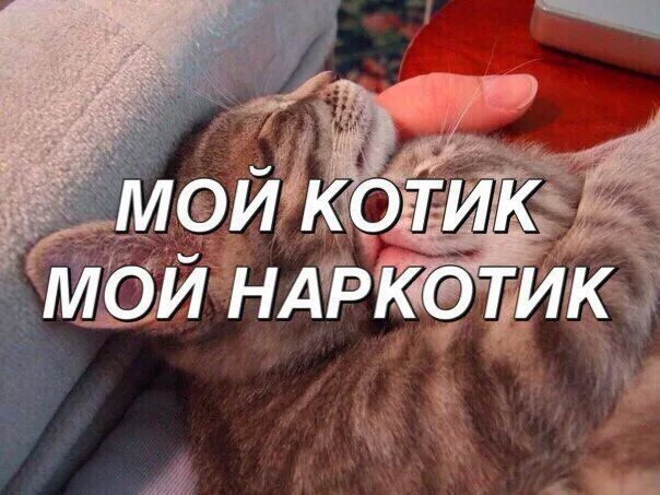Потому что мой кот. Ты мой кот. ты котик. ты мой котик.