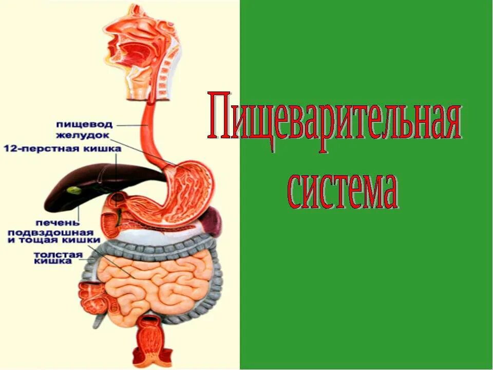 Заболевания пищеварительной системы. Заболевания пищеварительной системы человека. Процессы пищеварения в пищеводе.