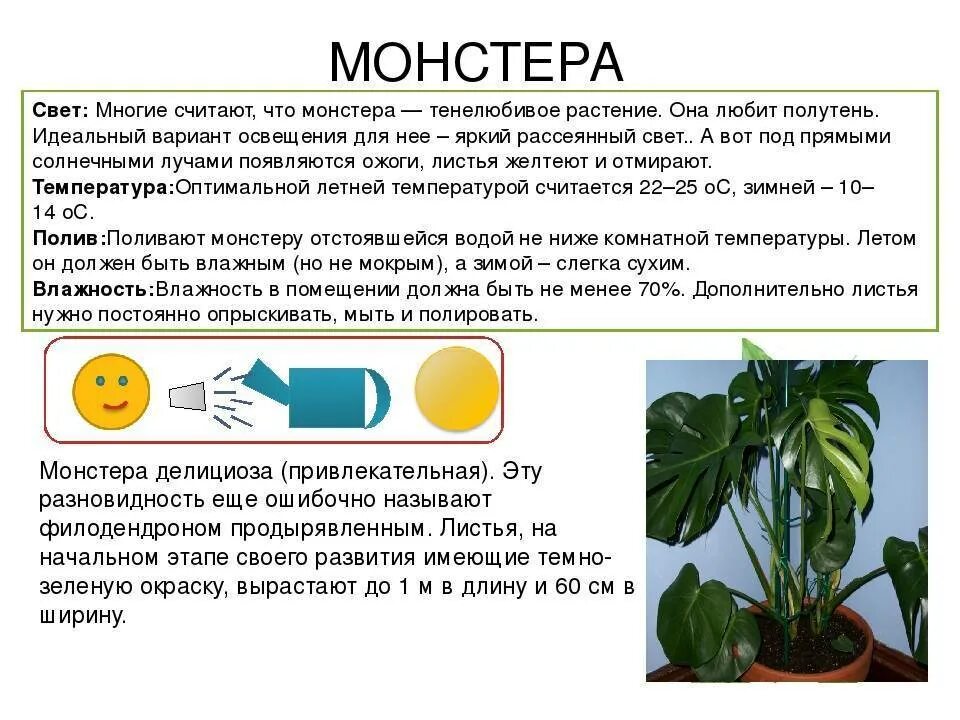 Условия содержания комнатного растения