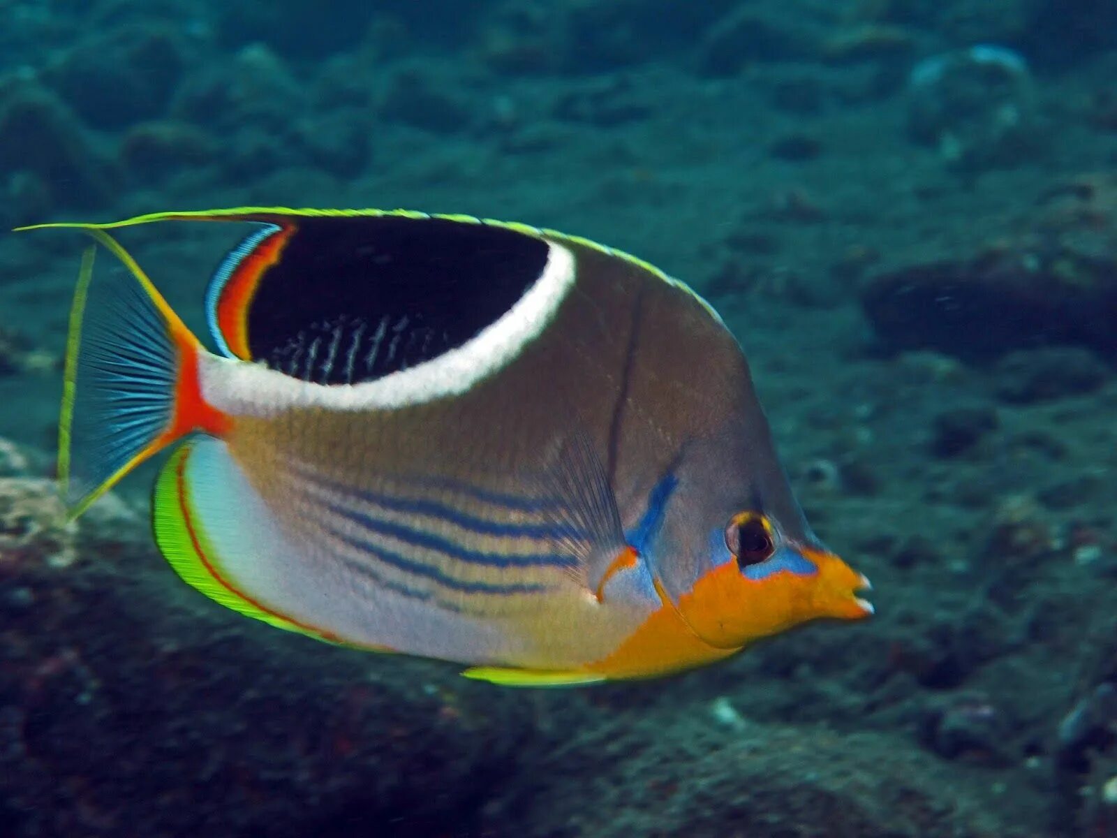 Chaetodon ephippium. Рыба бабочка эфиппиум. Рыба бабочка Аурига. Центропиг Королевский.