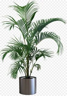 Rubber Tree free download - 2023*2891, 3.93 MB in 2022 Palm plant, Flower pots, 