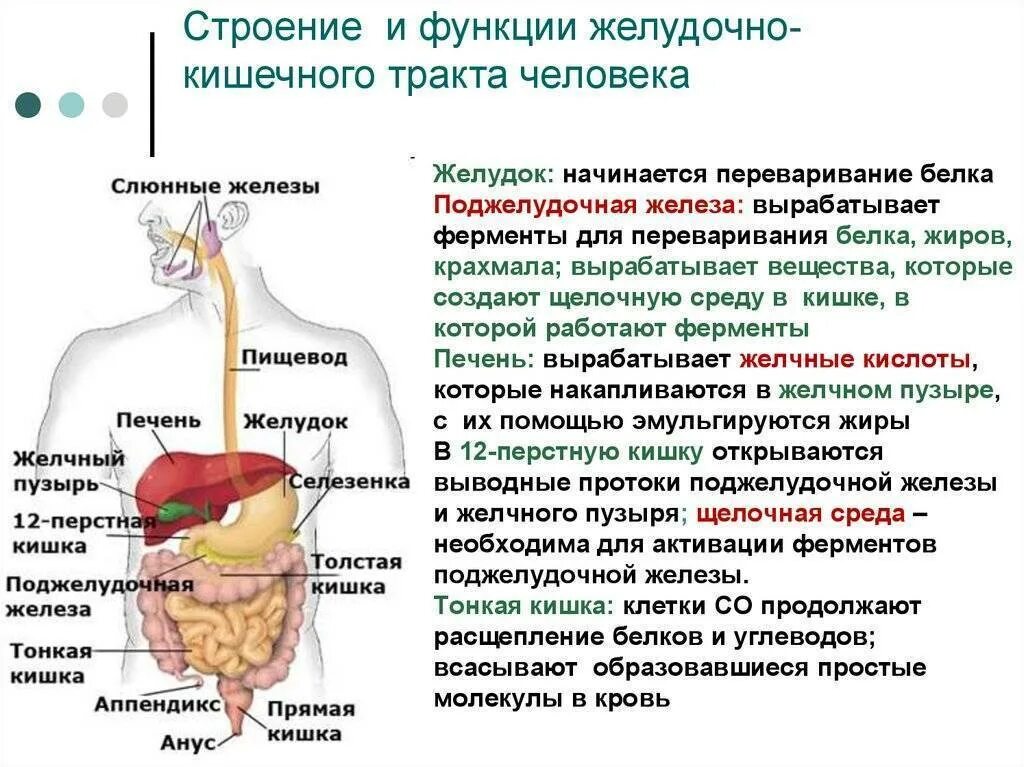 Охарактеризуйте пищеварительные ферменты сока поджелудочной железы. Пищеварительные железы, ферменты печени. Органы и железы пищеварительной системы таблица. Функции поджелудочной железы роль в пищеварении.