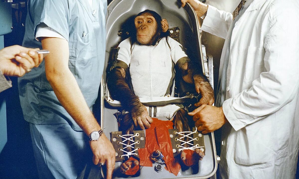 Первая обезьяна полетевшая в космос. Шимпанзе Хэм космонавт. Первый полет шимпанзе в космос. 31 Января 1961: шимпанзе Хэм.