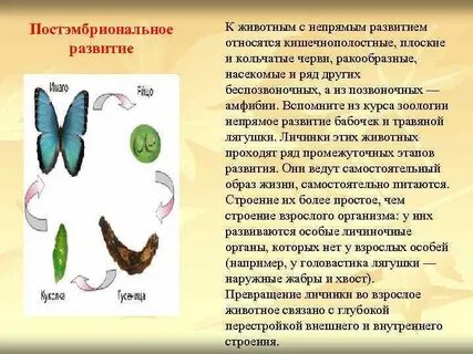 У муравья какое развитие прямое или непрямое