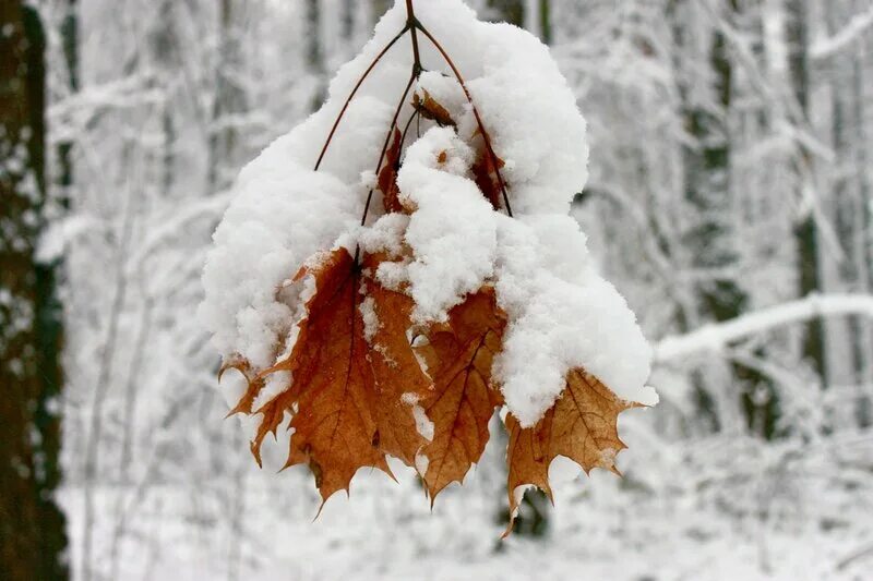 Рассказ про месяц ноябрь. Ноябрь для детей. Осень ноябрь. Ноябрь для дошкольников. Ноябрь природа.