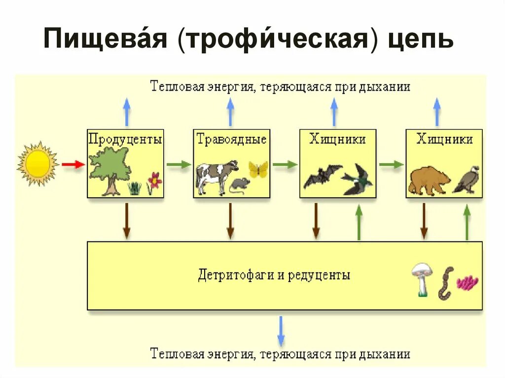 Трофические уровни экосистемы схема. Трофические уровни пищевой цепи. Трофические уровни в цепи питания. Цепь питания трофическая цепь.