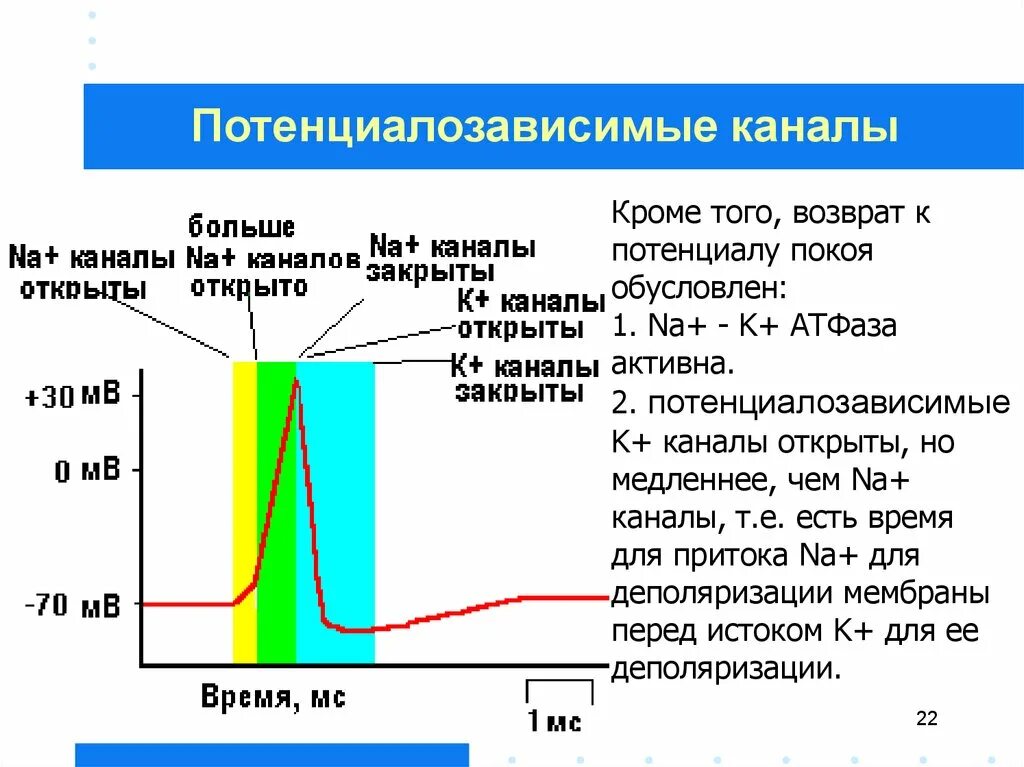 Первый телеканал лого. Распространение потенциала действия. Канал первый канал. 1 активный канал. Актив тв.