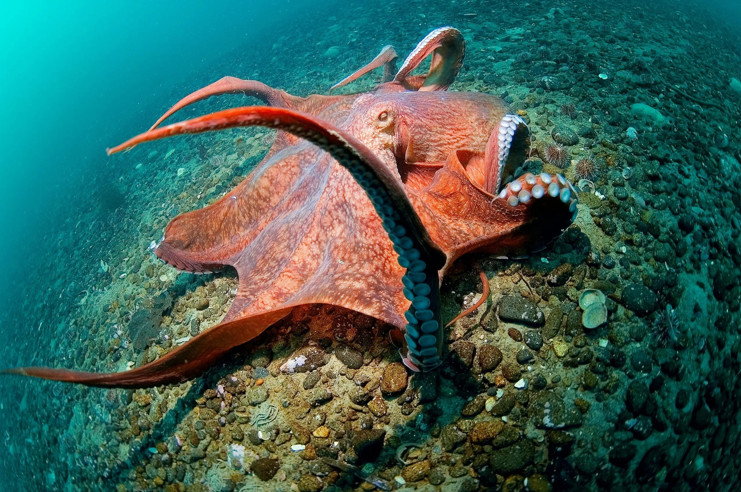 Обитатели моря глубина. Осьминог Аполлион. Осьминог Дофлейна гигантский. Дальневосточный гигантский осьминог. Самый большой головоногий моллюск в мире.