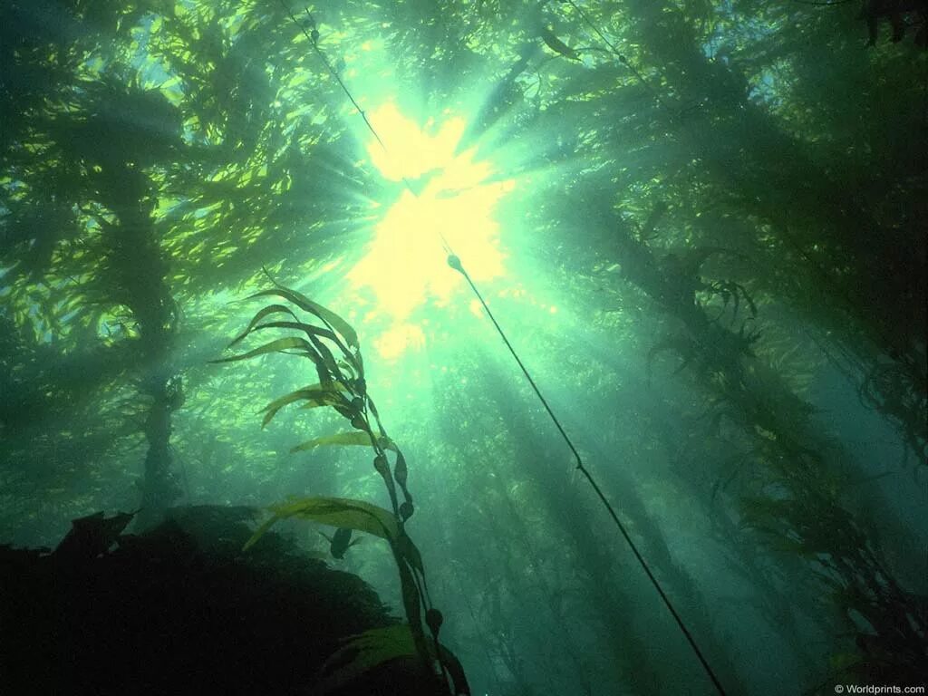 вод зеленым светом. океан изумрудного цвета. зелено черный фон. зеленое небо. вод зеленым светом.