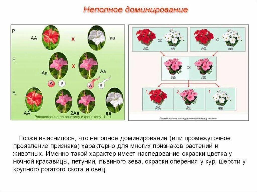 Неполное доминирование закон Менделя. Задачи на 1 и 2 закон Менделя неполное доминирование. 1,2 Закон Менделя. Неполное доминирование. Схема наследования признаков при неполном доминировании. Генотип волнистых волос