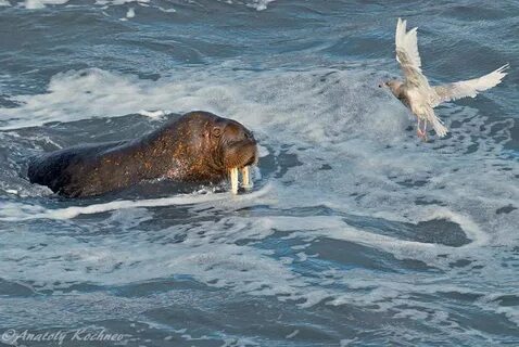 Ежи моржи